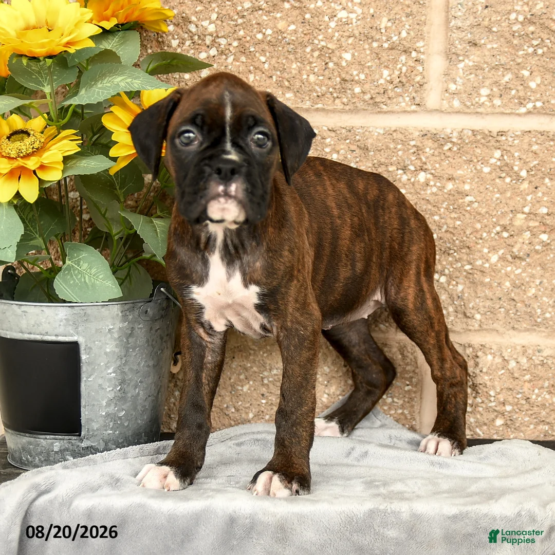 Boxer dogs for sale: Brittany - Ad 3