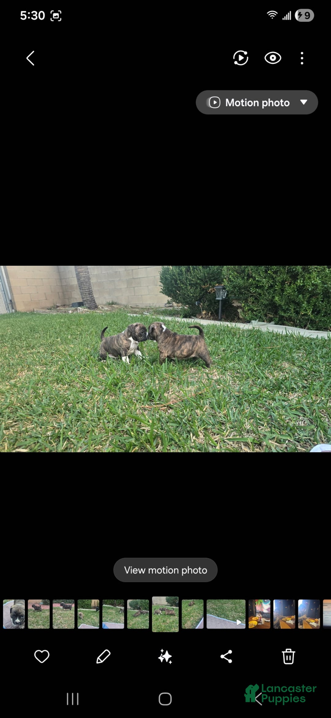 American Bully dogs for sale: Lala - Ad 2