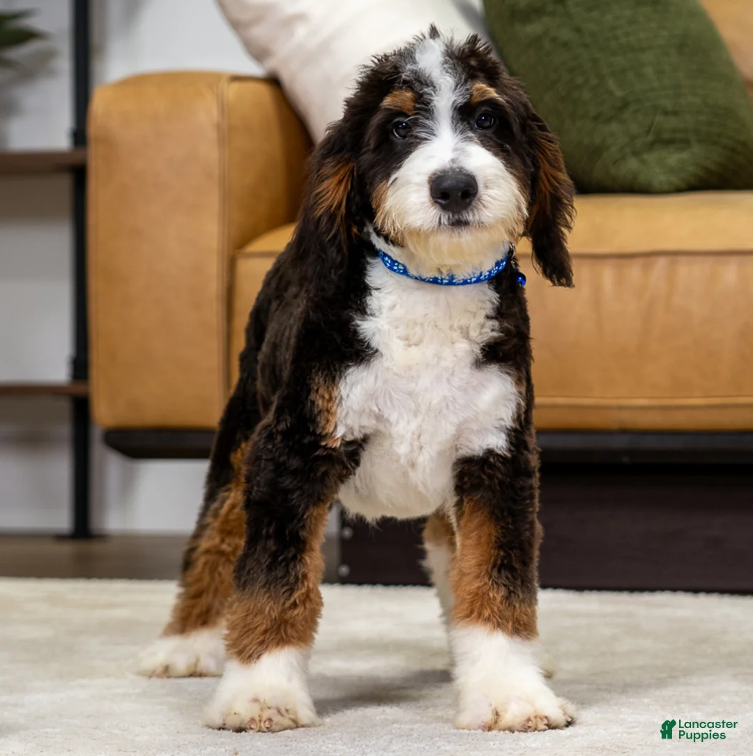 Mini Bernedoodle dogs for sale: Bacon - Ad 1