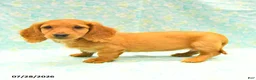 Dachshund dogs for sale: Coco  - Ad 3