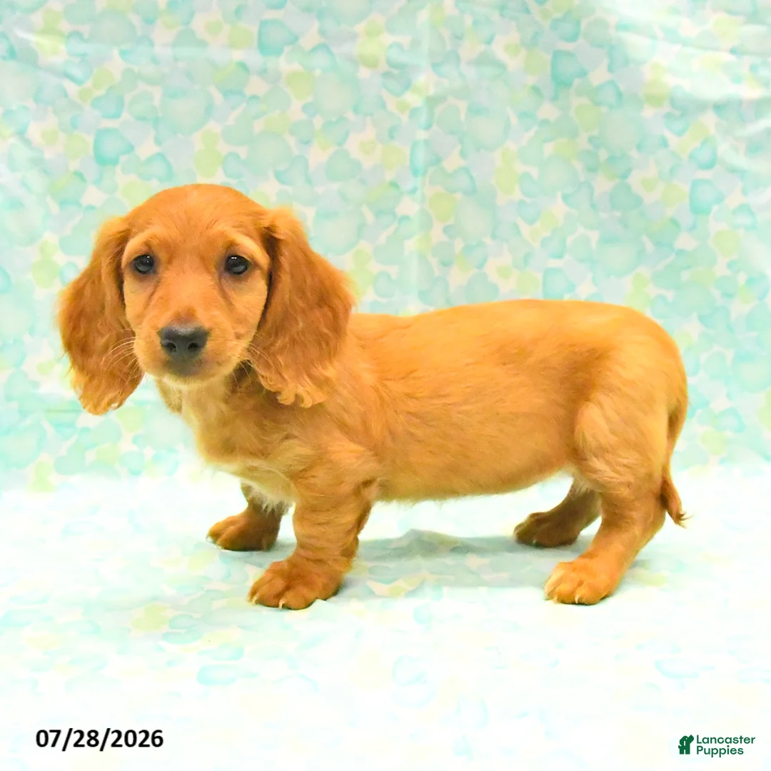 Dachshund dogs for sale: Coco  - Ad 3