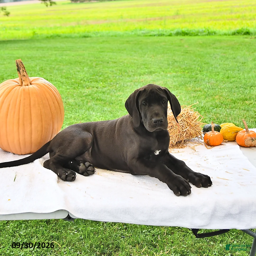 Great Dane dogs for sale: Lacie - Ad 1