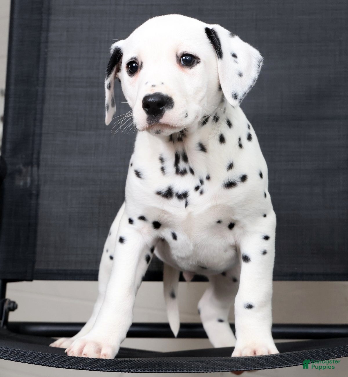 Dalmatian dogs Rufus - Ad 2