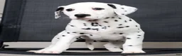 Dalmatian dogs for sale: Rufus - Ad 2