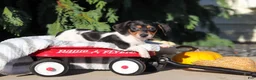 Dachshund dogs for sale: Holly - Ad 8