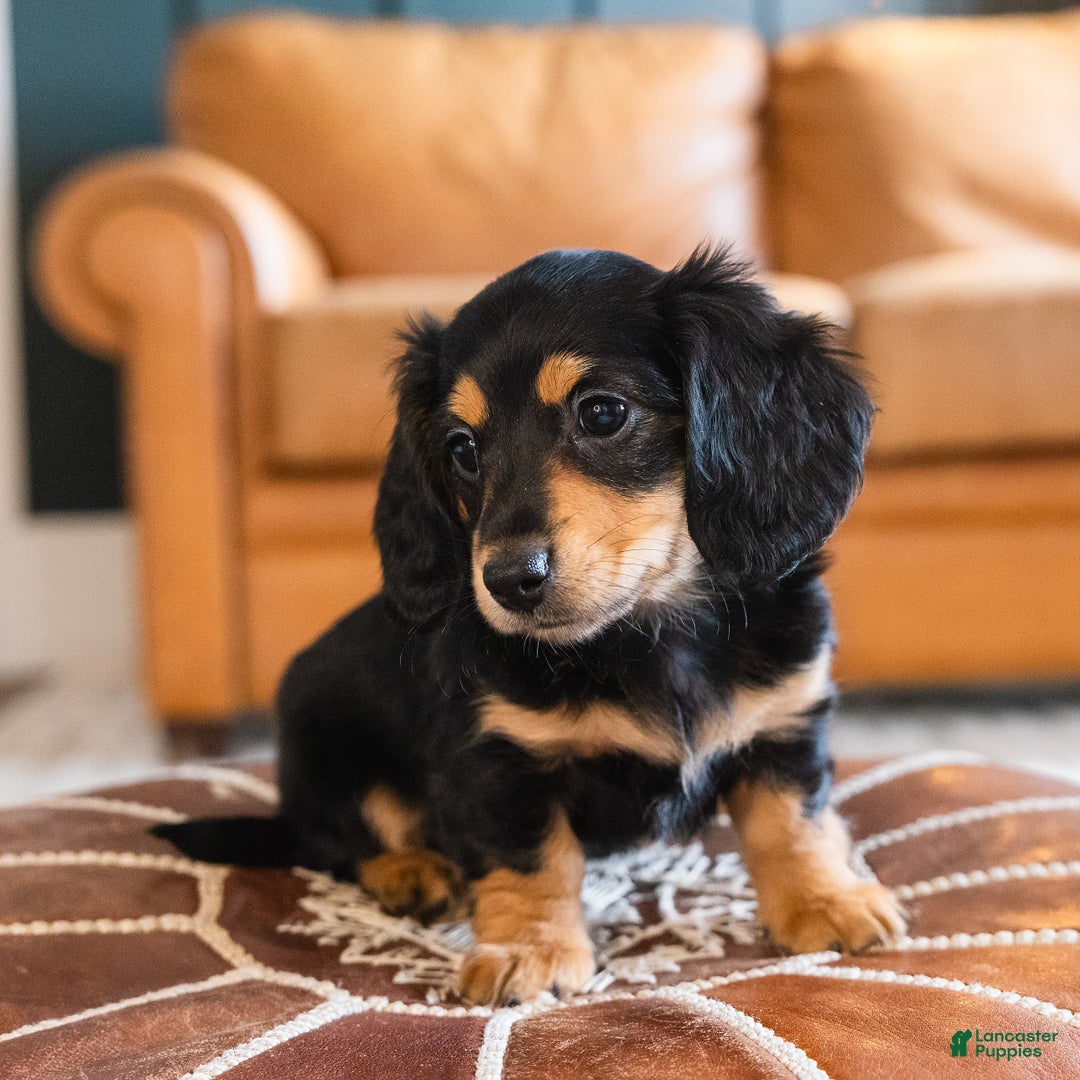 Dachshund dogs for sale: Trixie - CHRISTMAS PUPPY! - Ad 2