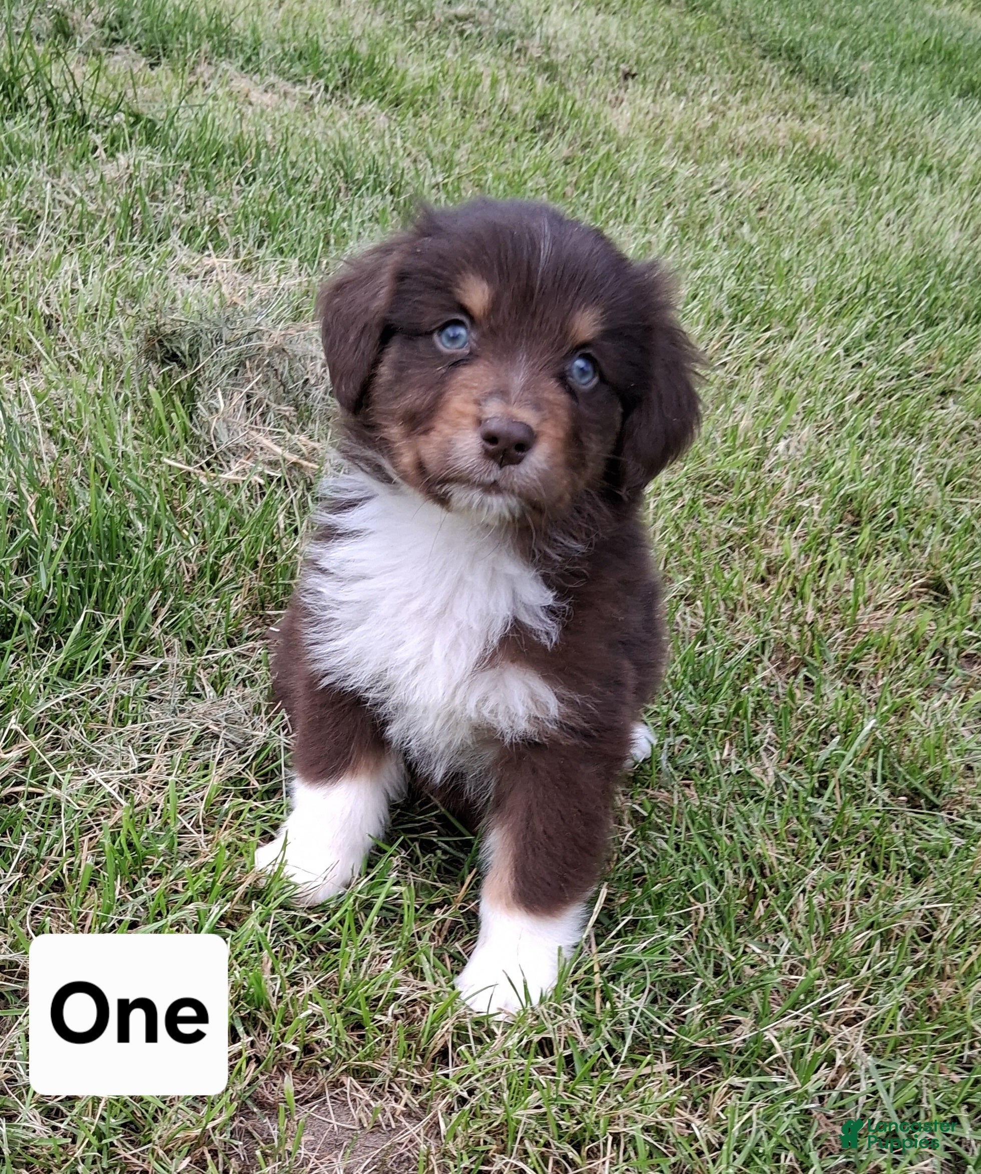 Australian Shepherd dogs One - Ad 40