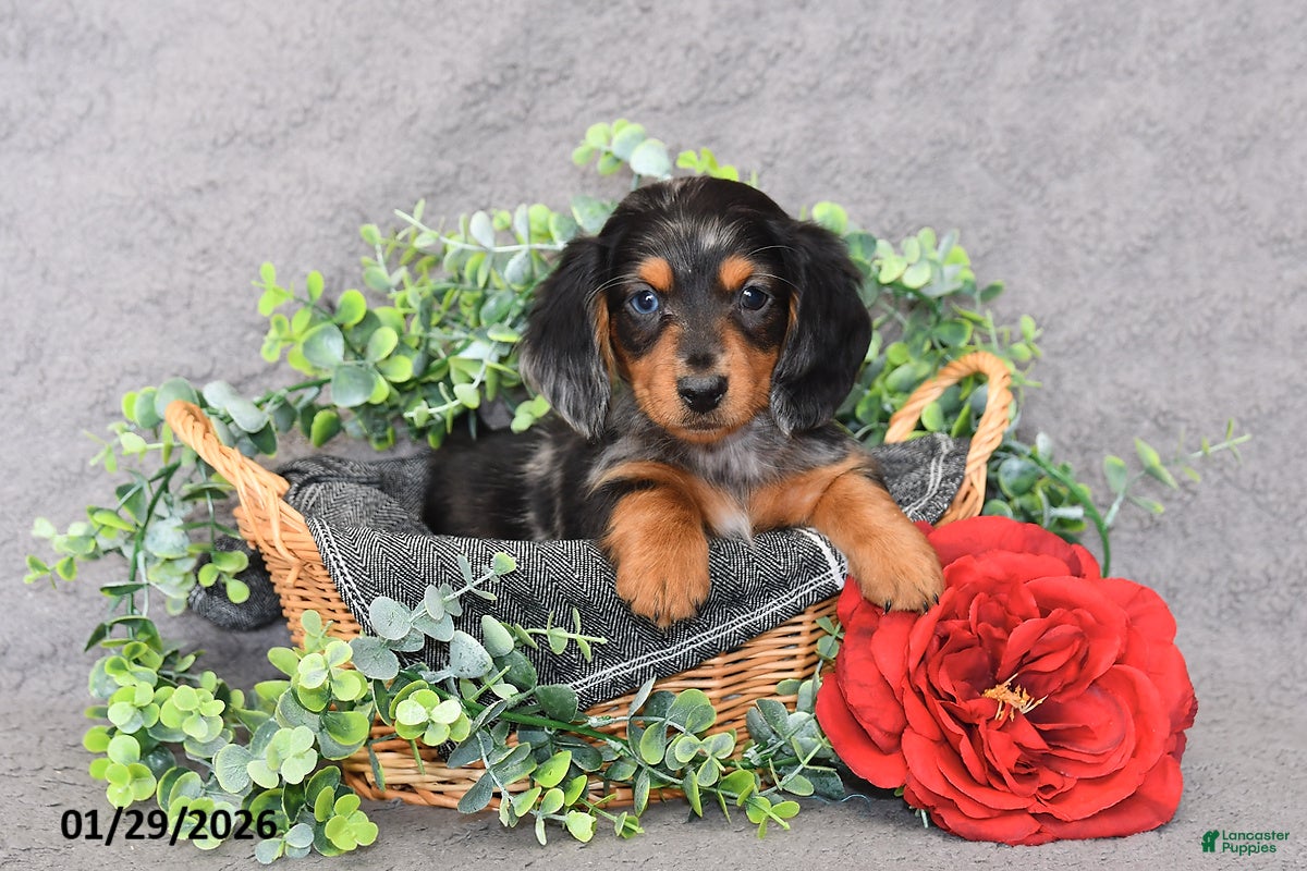 Miniature Dachshund dogs Jesse - Ad 3