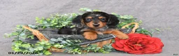 Miniature Dachshund dogs for sale: Jesse - Ad 1