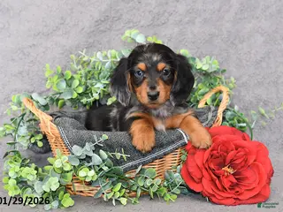 Miniature Dachshund dogs Jesse - Ad 3