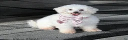 Bichpoo dogs for sale: Sasha - Ad 5