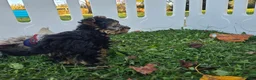 Yorkshire Terrier dogs for sale: Yorkshire Terrier 1 - Ad 5