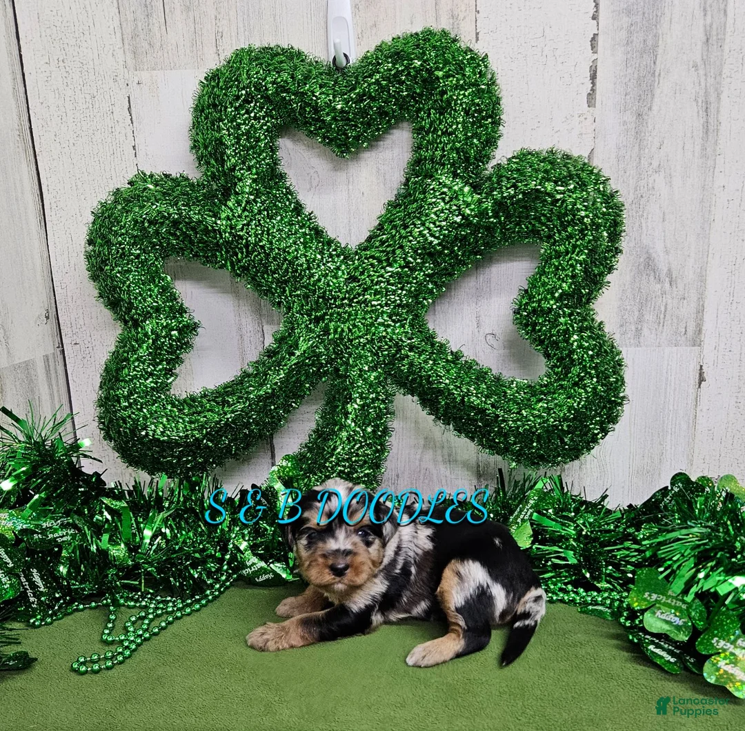 Mini Bernedoodle dogs for sale: F1b Ella - Ad 1