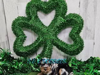 Mini Bernedoodle dogs F1b Ella - Ad 26