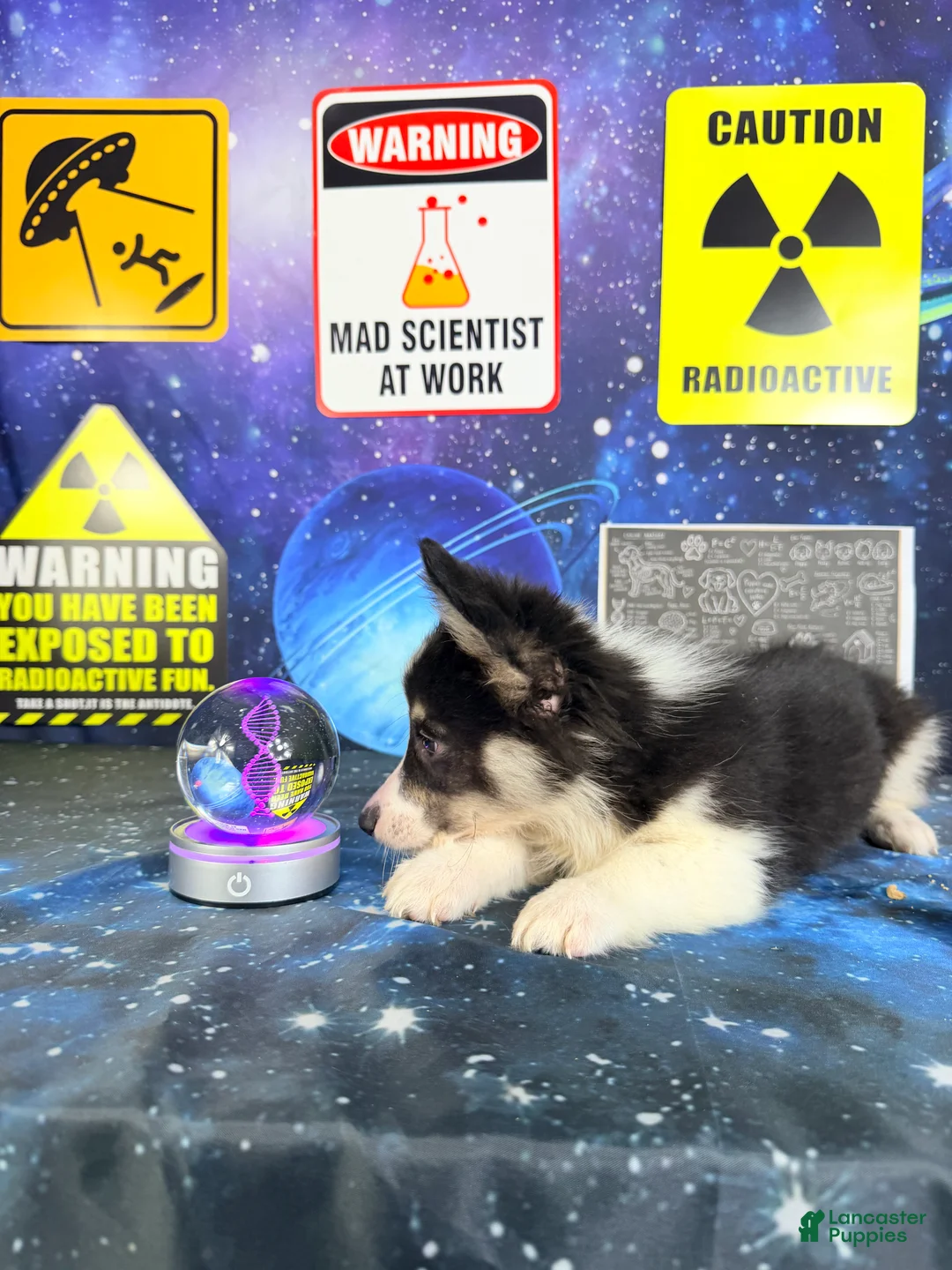 Welsh Corgi Pembroke dogs for sale: Eclipse  - Ad 2
