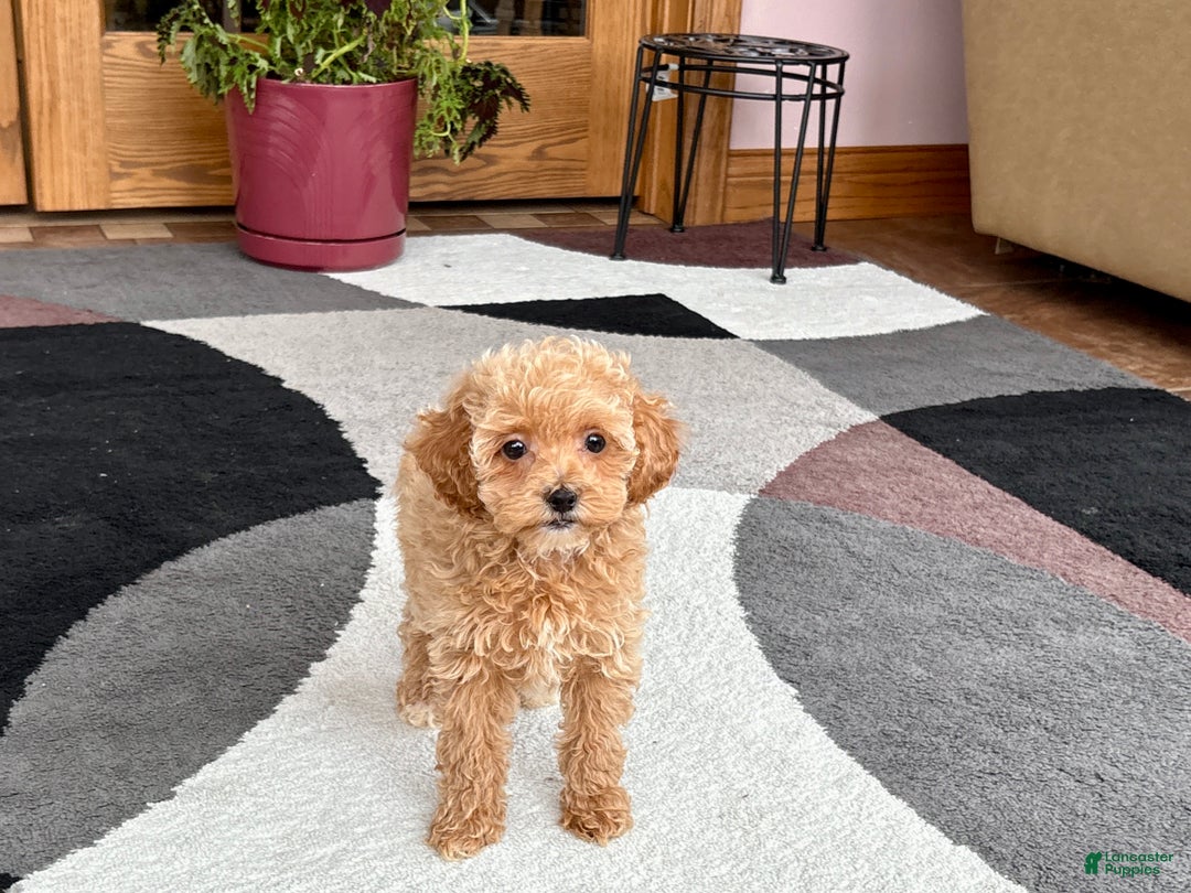 Maltipoo dogs for sale: Maltipoo Puppy 2 female - Ad 2