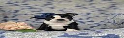 Boston Terrier dogs for sale: Elsie - Ad 5