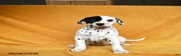 Dalmatian dogs for sale: Casey - Ad 3