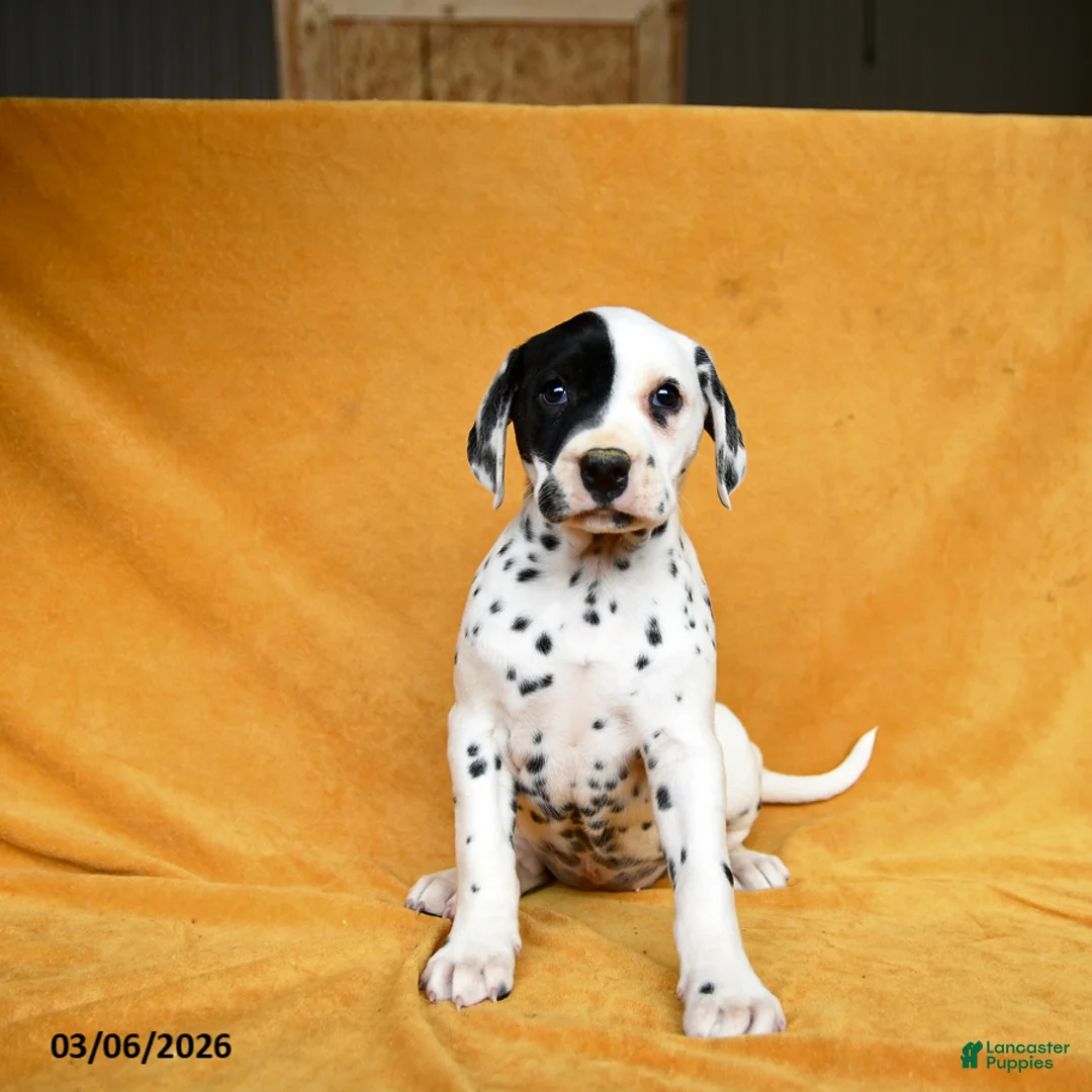 Dalmatian dogs for sale: Casey - Ad 3