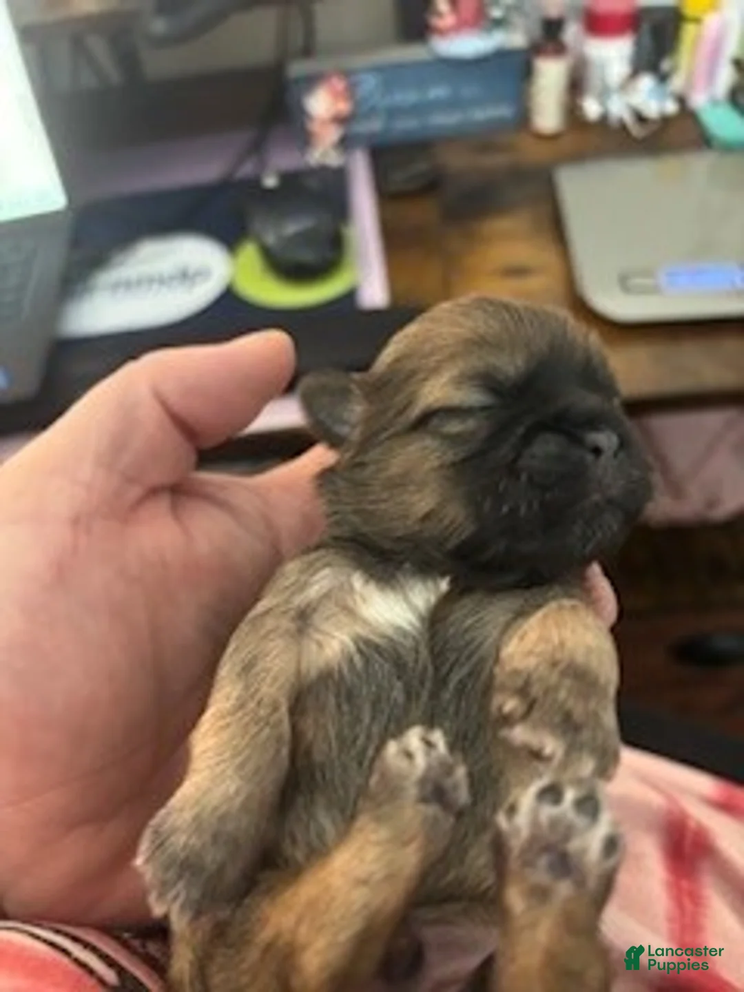 Shih Tzu dogs for sale: Shih Tzu Puppy - Wicket - Ad 4