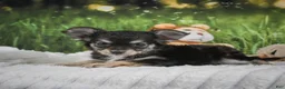Chihuahua dogs for sale: Prince - Ad 8