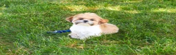 Shih Tzu dogs for sale: Theon  - Ad 14