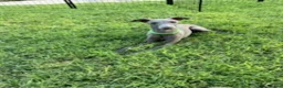 Italian Greyhound dogs for sale: Usher - Ad 3
