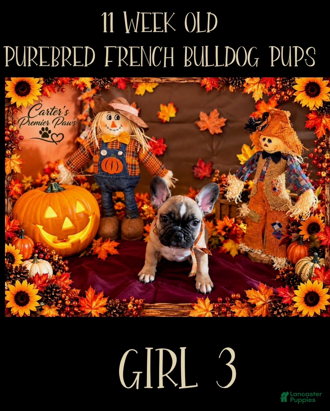 French Bulldog dogs French Bulldog 3 sassy  - Ad 1