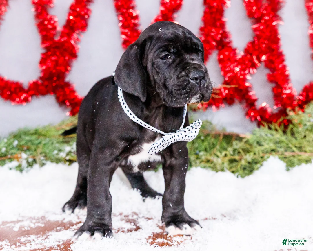 Great Dane dogs for sale: Carol - Ad 13