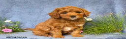 Cavapoo dogs for sale: Toby - Ad 5