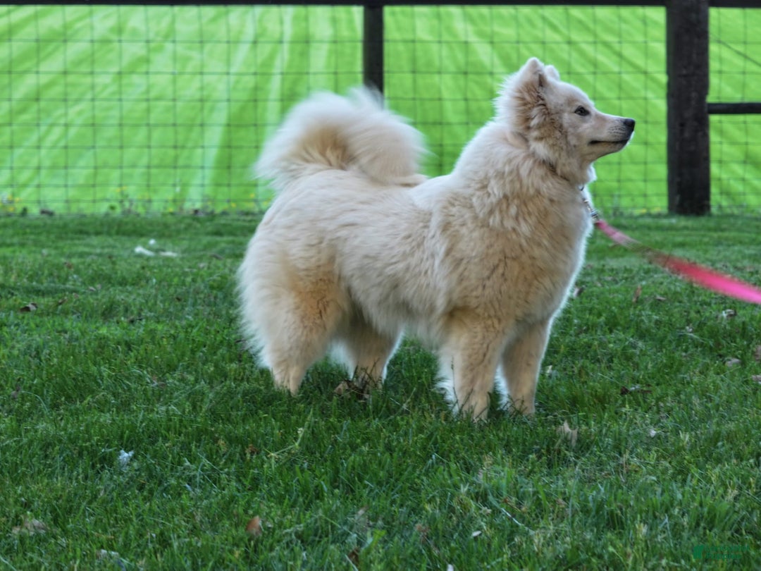 Pomsky dogs for sale: Miss Muffet - Ad 6