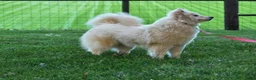 Pomsky dogs for sale: Miss Muffet - Ad 6