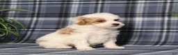 Miniature Poodle dogs for sale: X-Man - Ad 5