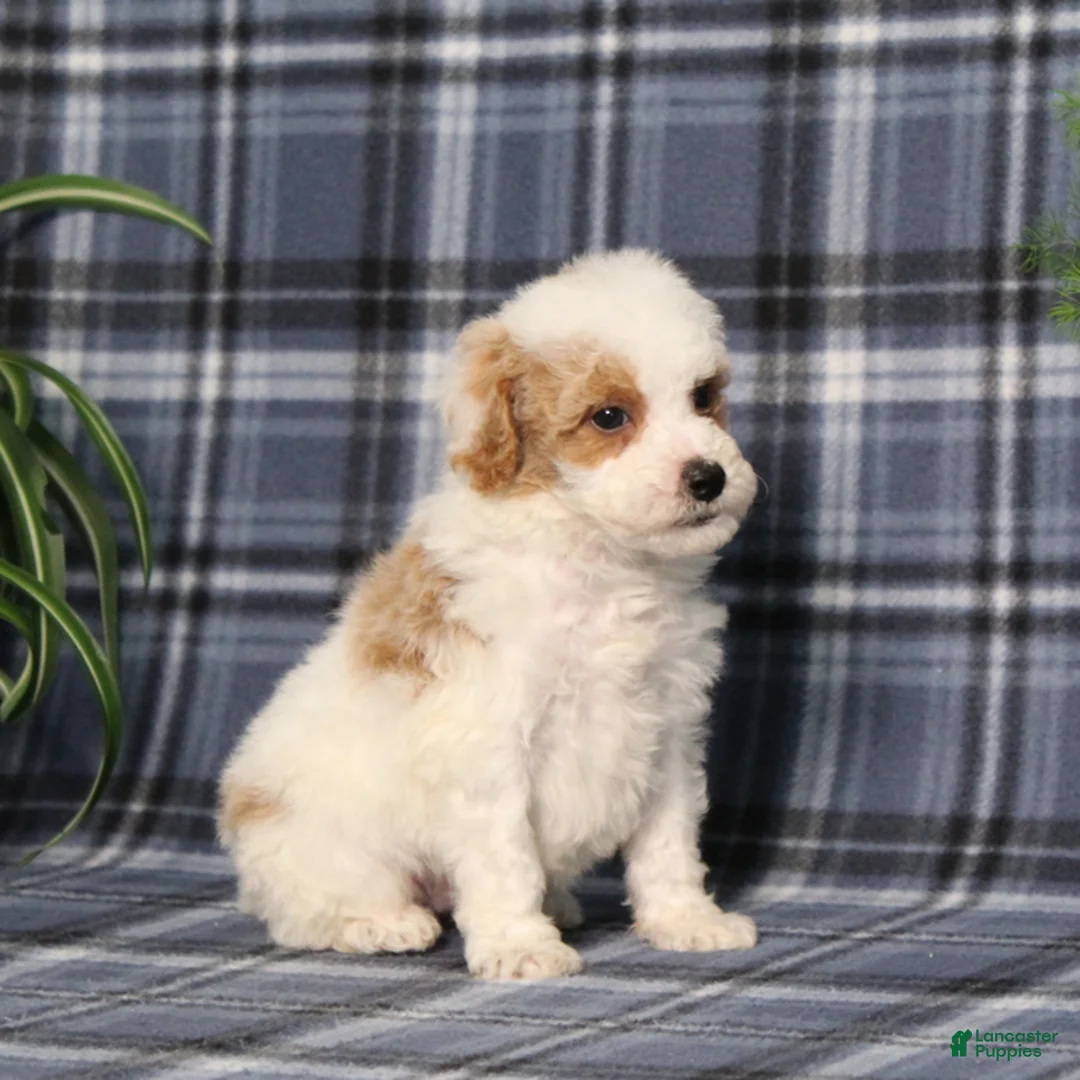 Miniature Poodle dogs for sale: X-Man - Ad 5