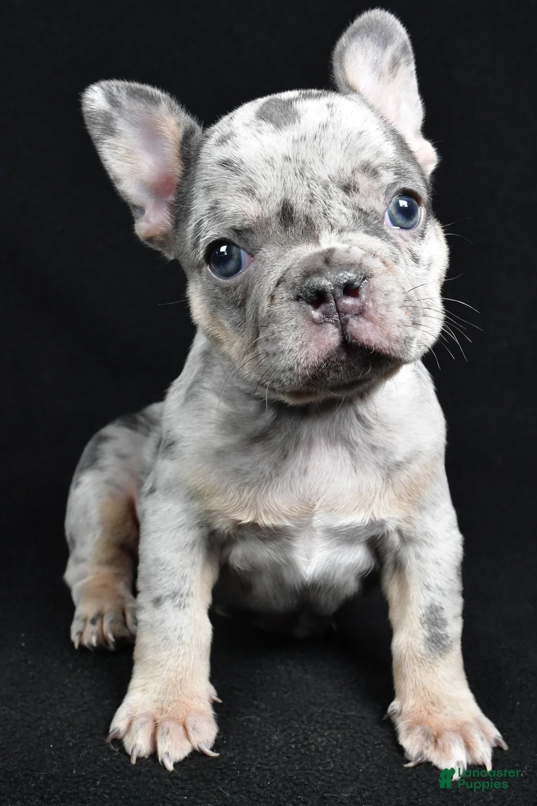 French Bulldog dogs for sale: Brooklyn - Ad 9