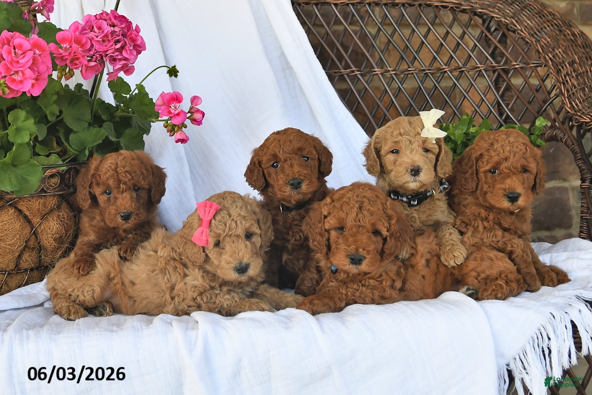 Mini Goldendoodle dogs for sale: Maxwell - Ad 5