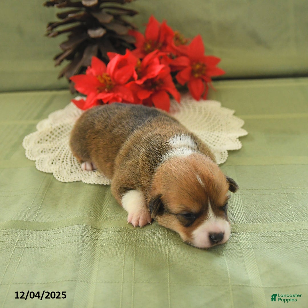 Welsh Corgi Pembroke dogs for sale: Pete - Ad 2