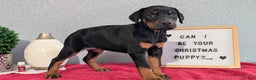Doberman Pinscher dogs for sale: Lily - Ad 6