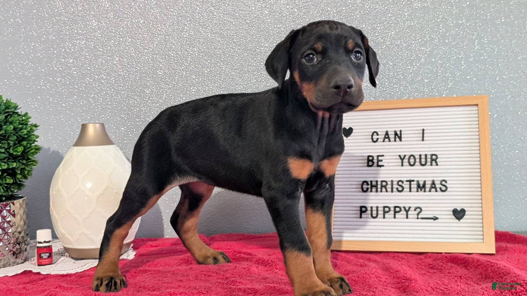 Doberman Pinscher dogs for sale: Lily - Ad 6