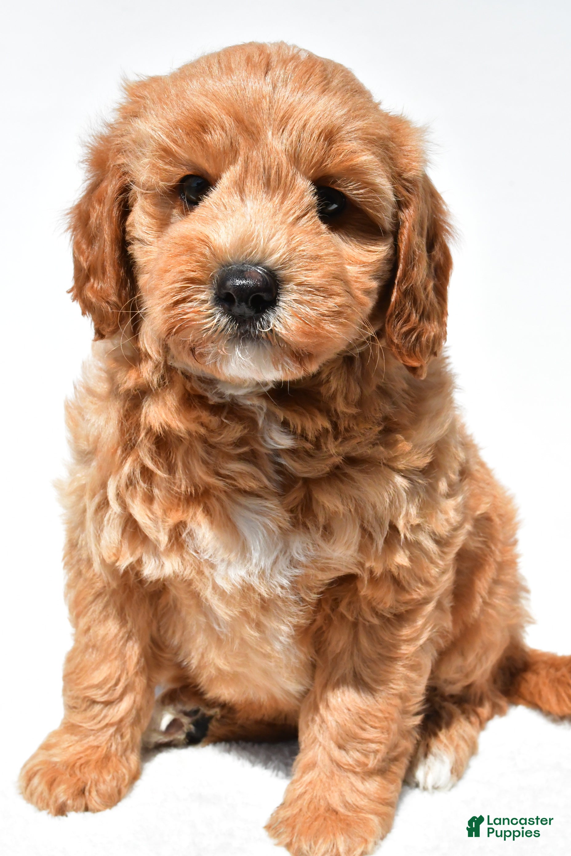 Mini Goldendoodle dogs Klohe - Ad 1