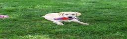 Labrador Retriever dogs for sale: Silvermist - Ad 8