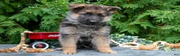 German Shepherd dogs for sale: Vox - Ad 3