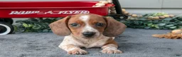 Miniature Dachshund dogs for sale: Murphy - Ad 3