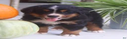 Bernese Mountain Dog dogs for sale: Chad - Ad 6
