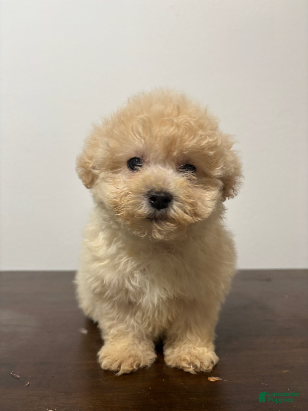 Miniature Poodle dogs for sale: Bella - Ad 8