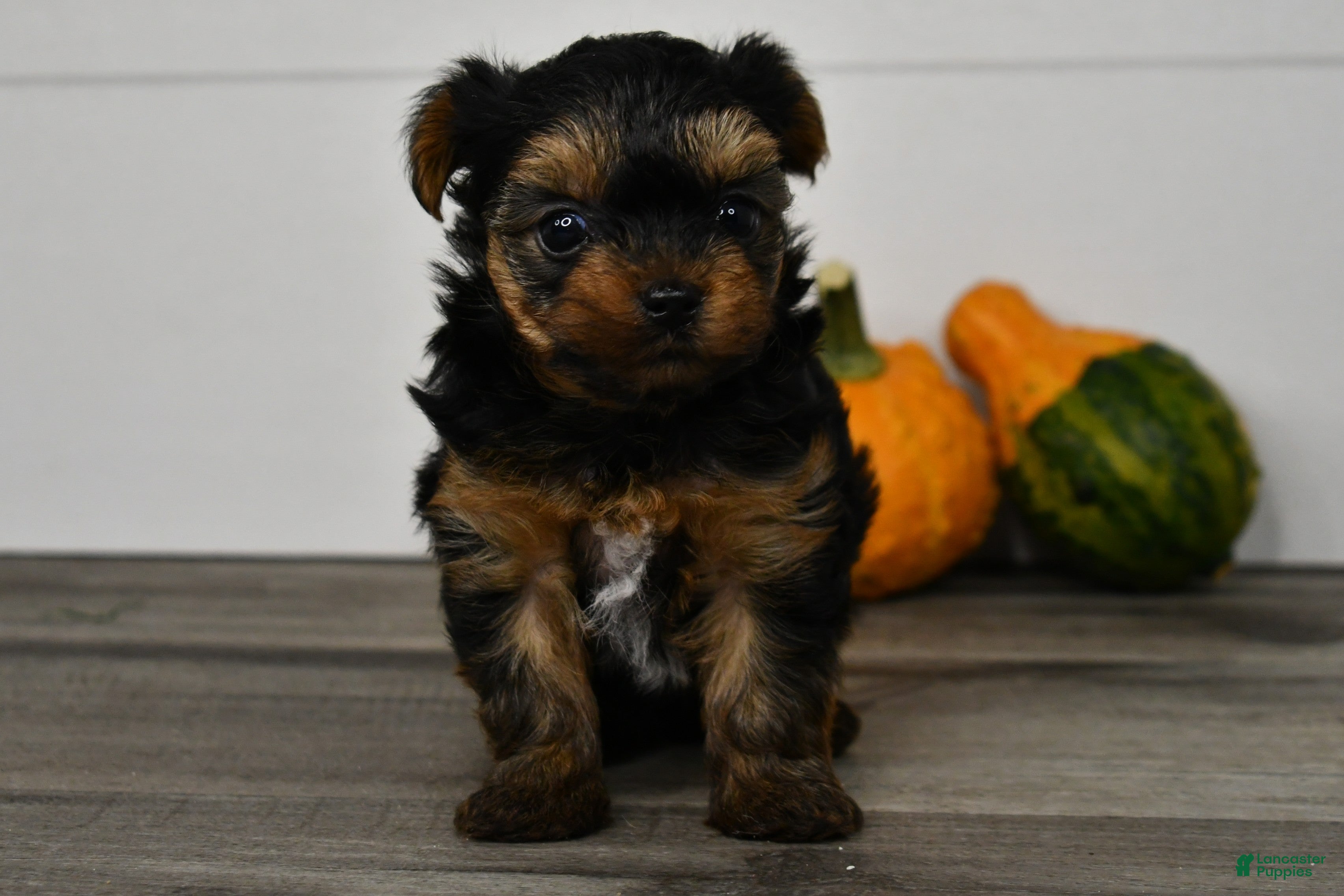 Yorkshire Terrier dogs for sale: Axle - Ad 1