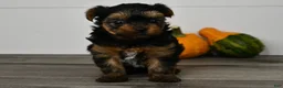 Yorkshire Terrier dogs for sale: Axle - Ad 5