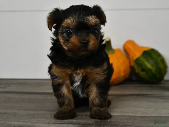 Yorkshire Terrier dogs for sale: Axle - Ad 1
