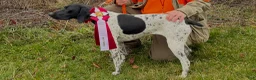 German Shorthaired Pointer dogs for sale: German Shorthaired Pointer 6 - Ad 2