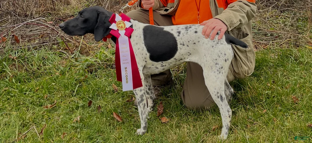 German Shorthaired Pointer dogs for sale: German Shorthaired Pointer 6 - Ad 2